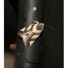 /filer/webapps/moths/media/images/T/trimaculata_Acontia_A_Roland_01.jpeg