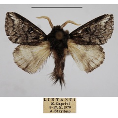 /filer/webapps/moths/media/images/M/meyi_Sena_AM_TMSA_01.jpg