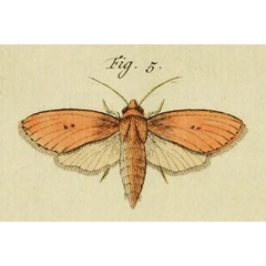 /filer/webapps/moths/media/images/V/vuteria_Speia_Stoll_36_5.jpg