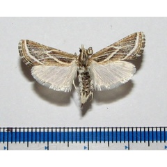/filer/webapps/moths/media/images/S/striata_Grammiphlebia_A_Goffa_01.jpg