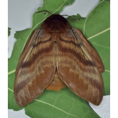 /filer/webapps/moths/media/images/P/podocarpi_Gonometa_AF_Ihle_01.jpg