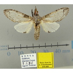 /filer/webapps/moths/media/images/K/kibwezi_Afroplitis_HT_MWM.jpg