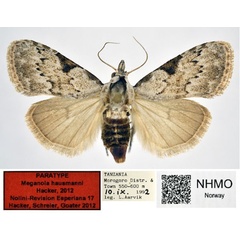 /filer/webapps/moths/media/images/H/hausmanni_Meganola_PT_NHMO_01.jpg