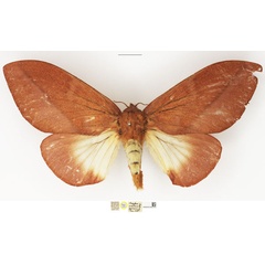 /filer/webapps/moths/media/images/P/pyrsocoma_Pachypasa_PTF_NHMUK_02.jpg