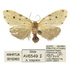 /filer/webapps/moths/media/images/C/carinata_Siccia_PTF_ANHRT.jpg