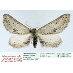 /filer/webapps/moths/media/images/I/irritatrix_Hebdomophruda_PTM_TMSA_01.jpg