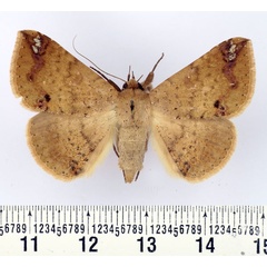 /filer/webapps/moths/media/images/C/congregata_Ericeia_AF_BMNH.jpg