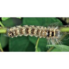 /filer/webapps/moths/media/images/V/venosa_Bombycopsis_L5_Ihle.jpg