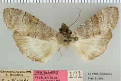 Archistilbia cineracea