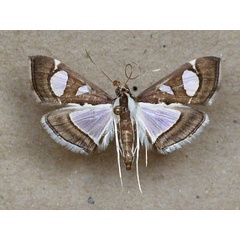 /filer/webapps/moths/media/images/P/perspicillalis_Diaphania_A_Butler.jpg