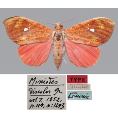 /filer/webapps/moths/media/images/D/discolor_Miniodes_LT_MNHN.jpg