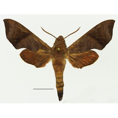 /filer/webapps/moths/media/images/F/funebris_Temnora_AM_Basquin_02a.jpg