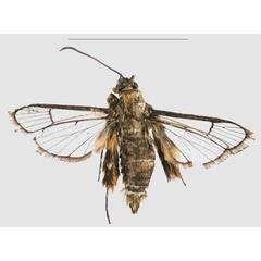 /filer/webapps/moths/media/images/C/congoensis_Crinipus_PTM_RMCAa.jpg