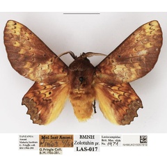 /filer/webapps/moths/media/images/A/arnoldi_Morongea_AM_NHMUK_01.jpg