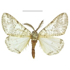 /filer/webapps/moths/media/images/P/politzari_Nothabraxas_HT_ZSM.jpg