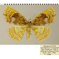 /filer/webapps/moths/media/images/N/niobe_Chrysocraspeda_AF_ZSM.jpg