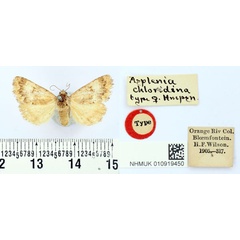 /filer/webapps/moths/media/images/C/chloridina_Asplenia_PLT_BMNH.jpg