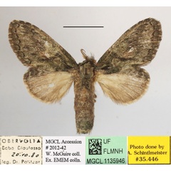 /filer/webapps/moths/media/images/A/albipuncta_Epimetula_A_MGCLa_02.JPG