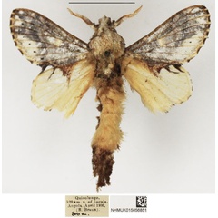/filer/webapps/moths/media/images/T/triodonta_Odontocheilopteryx_AM_NHMUK.jpg