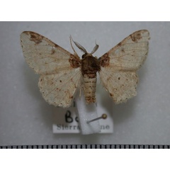 /filer/webapps/moths/media/images/P/probola_Colocleora_A_Revell.jpg