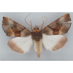 /filer/webapps/moths/media/images/P/perquisita_Illa_AF_TMSA_02.jpg