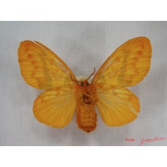 /filer/webapps/moths/media/images/M/mirifica_Chrysopsyche_AF_Albertb_04.jpg