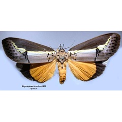 /filer/webapps/moths/media/images/D/duplicata_Eligma_HT_SNHM.jpg