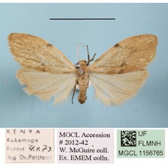 /filer/webapps/moths/media/images/A/asperatella_Phryganopsis_A_MGCLa_01.JPG