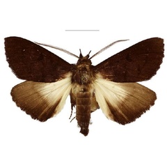 /filer/webapps/moths/media/images/S/stygium_Platyja_AM_NHMUK.jpg
