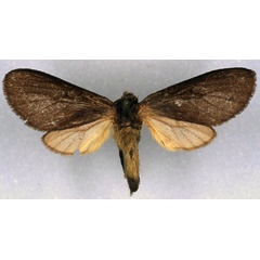 /filer/webapps/moths/media/images/H/hulstaertiana_Metarctia_PT_RMCA_01.jpg