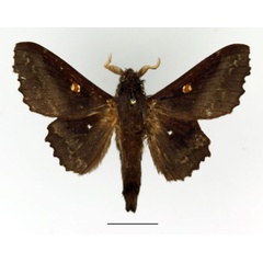 /filer/webapps/moths/media/images/A/audeoudi_Mimopacha_AM_Basquin_01.jpg