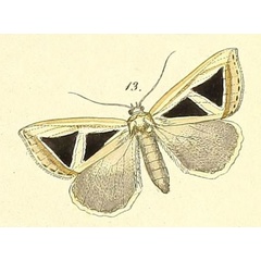 /filer/webapps/moths/media/images/M/mahura_Parachalciope_Felder_117_13.jpg