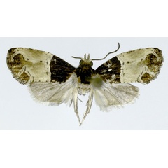 /filer/webapps/moths/media/images/A/albonigra_Conaspasia_HT_ZMJU.jpg