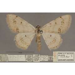 /filer/webapps/moths/media/images/T/timia_Scopula_PTF_OUMNHa_01.jpg