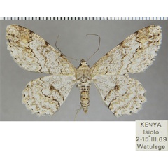 /filer/webapps/moths/media/images/T/thyris_Cleora_AF_ZSM.jpg