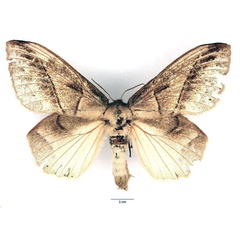 /filer/webapps/moths/media/images/G/grisea_Philotherma_AF_Basquin_01_oCWTYsD.jpg