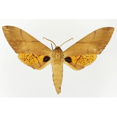 /filer/webapps/moths/media/images/B/bouyeri_Platysphinx_AM_Basquin_03.jpg