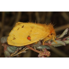 /filer/webapps/moths/media/images/C/crocata_Euproctis_AM_Heynsc.jpg