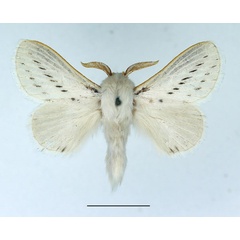 /filer/webapps/moths/media/images/P/perobliqua_Beralade_AM_Basquin.jpg