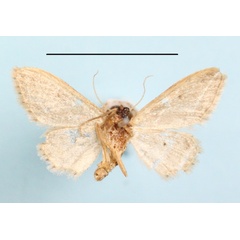 /filer/webapps/moths/media/images/N/nasifera_Idaea_A_MGCLb_01.JPG