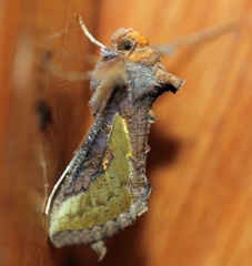 /filer/webapps/moths/media/images/O/orichalcea_Trichoplusia_A_Voaden.jpg
