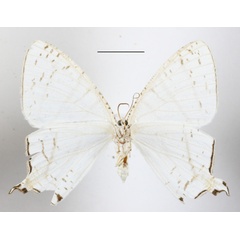 /filer/webapps/moths/media/images/F/falcifera_Urapteritra_A_MGCLb_01.JPG