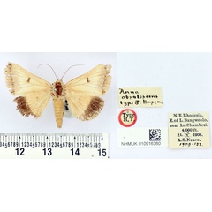 /filer/webapps/moths/media/images/O/obsolescens_Anua_HT_BMNH.jpg