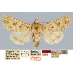 /filer/webapps/moths/media/images/S/strobilacei_Discestra_STM_MNHN.jpg