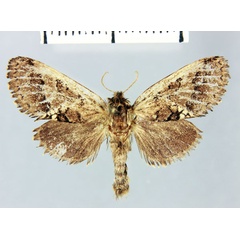 /filer/webapps/moths/media/images/V/villiersi_Teragra_HT_MNHN.jpg