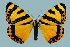 Callioratis grandis