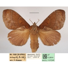 /filer/webapps/moths/media/images/B/bakeri_Streblote_AF_MGCLa_01.JPG