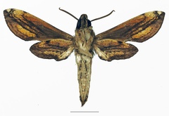 /filer/webapps/moths/media/images/P/pelius_Theretra_AM_Basquinb.jpg