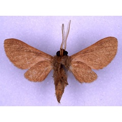 /filer/webapps/moths/media/images/H/haematica_Metarctia_ST_CMP_02.jpg