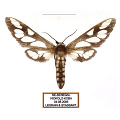 /filer/webapps/moths/media/images/N/negus_Thyretes_AF_Legrain.jpg